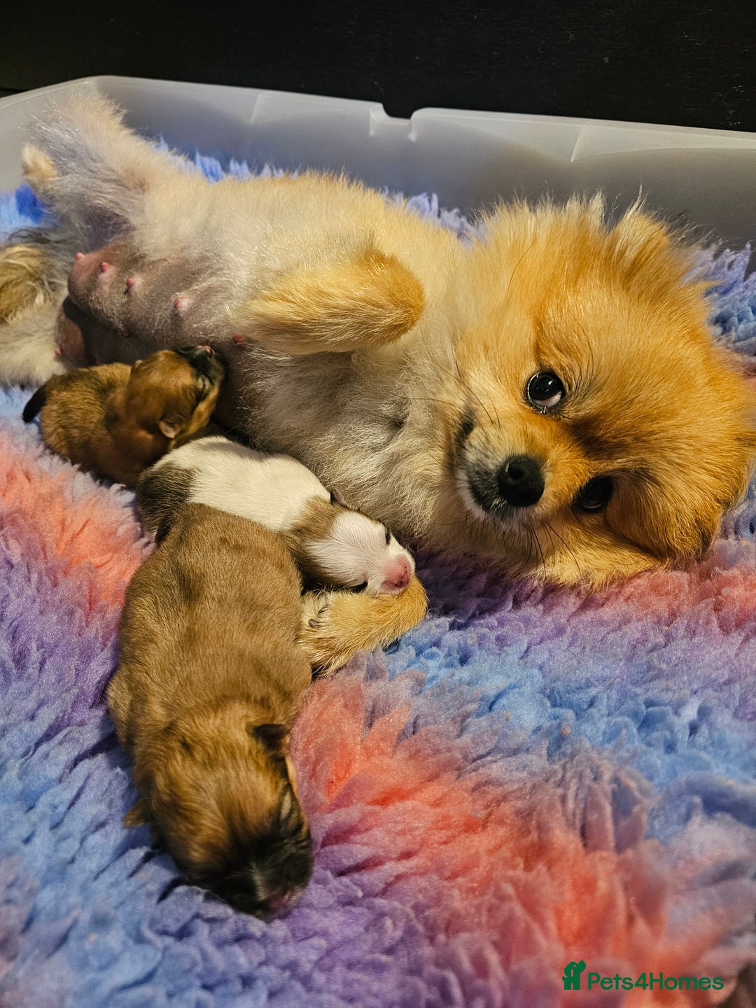Pomeranian dogs for sale: POMERANIAN Puppies  - Image 14