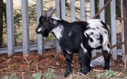 Goats livestock for sale: 3 male 2 female goats for sale .  - Image 9