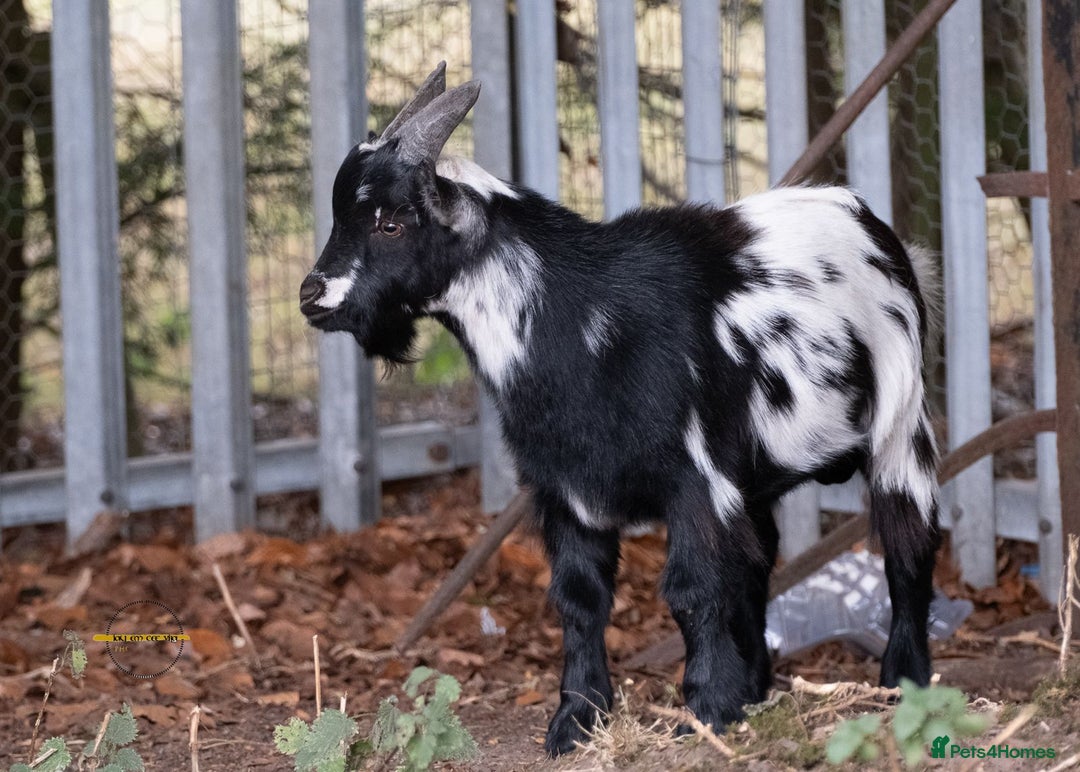 Goats livestock for sale: 3 male 2 female goats for sale .  - Image 9