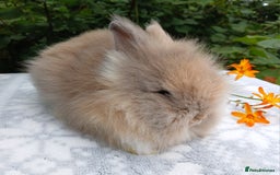 Lionhead rabbits for sale: LAST ONE Stunning DM Lionhead baby rabbit  - Image 4