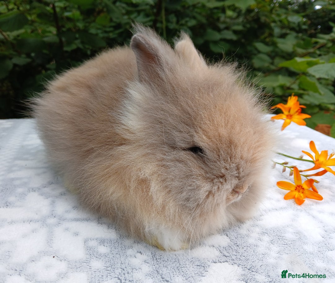 Lionhead rabbits for sale: LAST ONE Stunning DM Lionhead baby rabbit  - Image 4