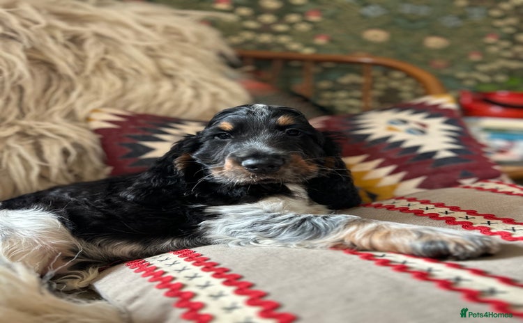 Cocker Spaniel dogs in Llanwrda - Advert 10