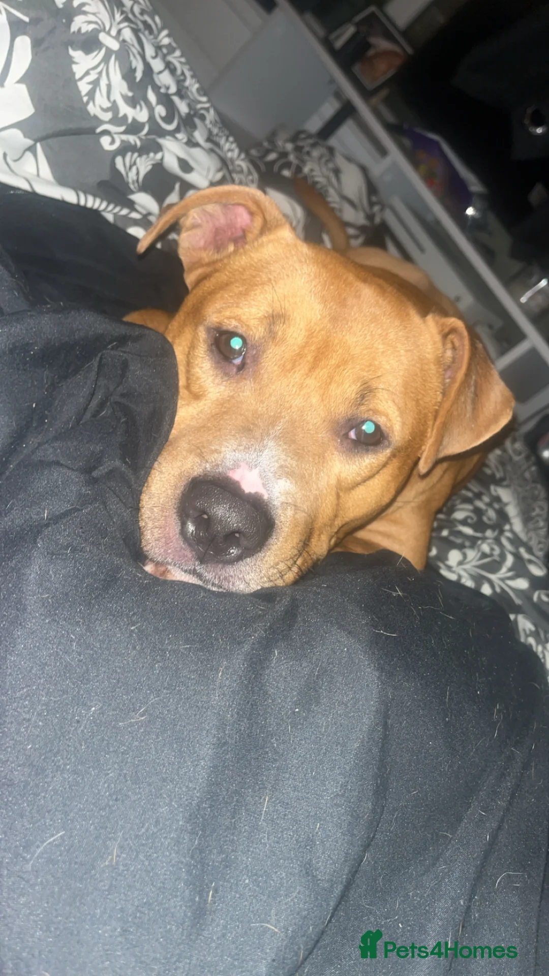 Mixed Breed dogs for sale: Bully staffy pups  - Advert 2