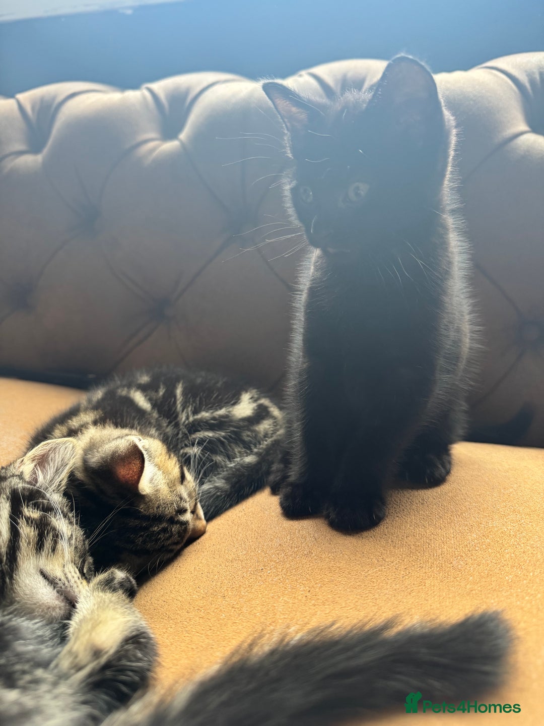 British Shorthair cats for sale: 2 beautiful kittens looking for a forever home.  - Image 9