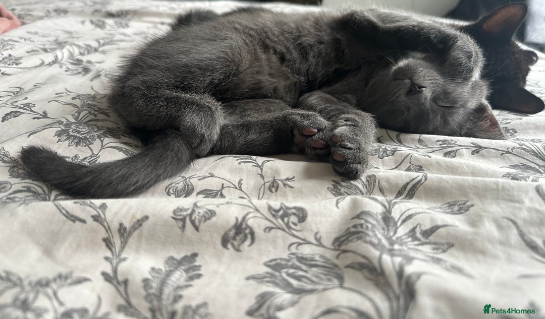 Mixed Breed cats for sale: Gorgeous and playful little Kitten - Advert 5