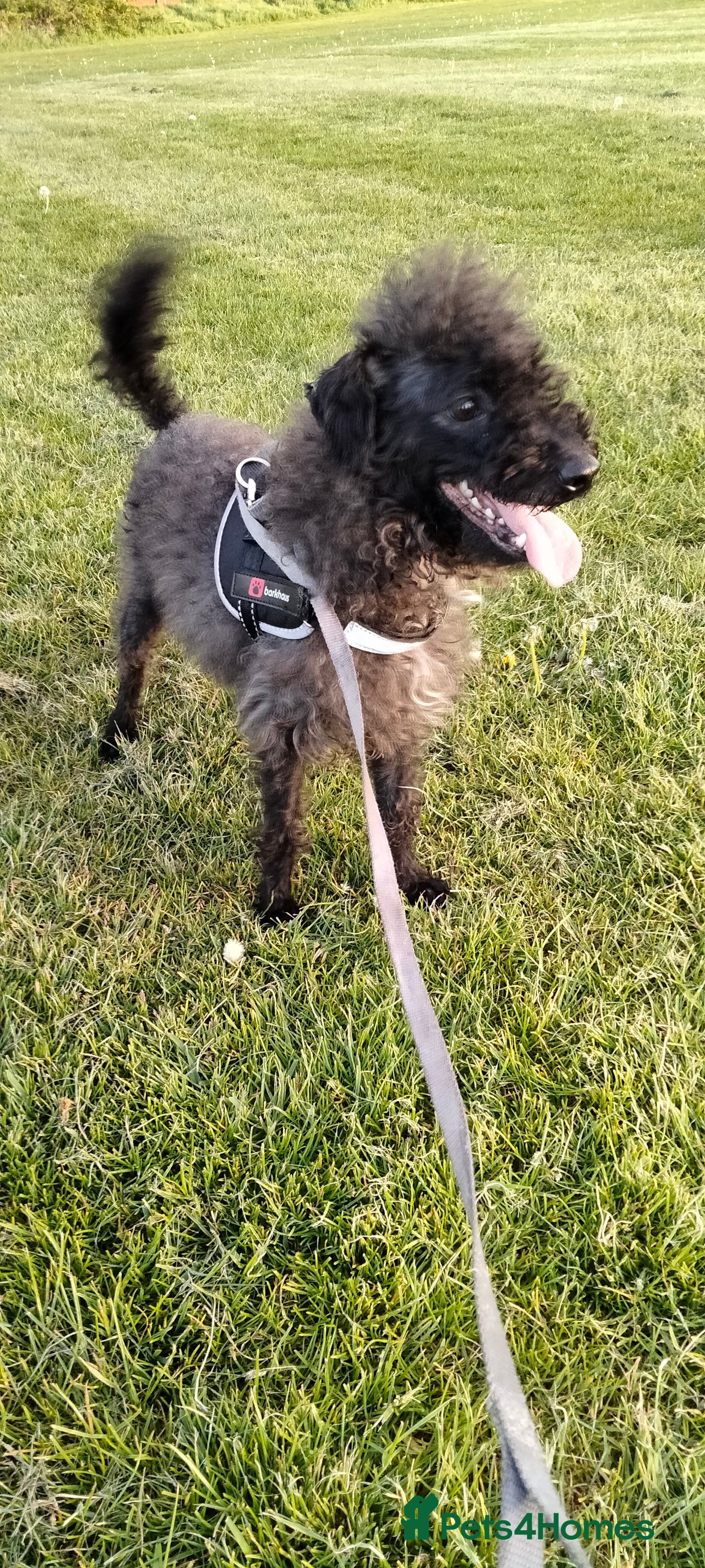 Chipoo dogs Beautiful tiny fluffy chipoos - Advert 2