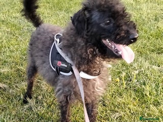 Chipoo dogs Beautiful tiny fluffy chipoos - Advert 2