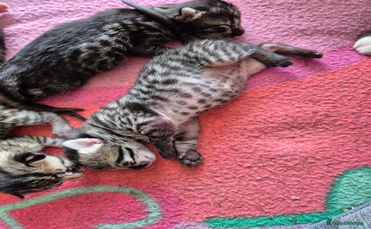 Savannah cats - Advert 1
