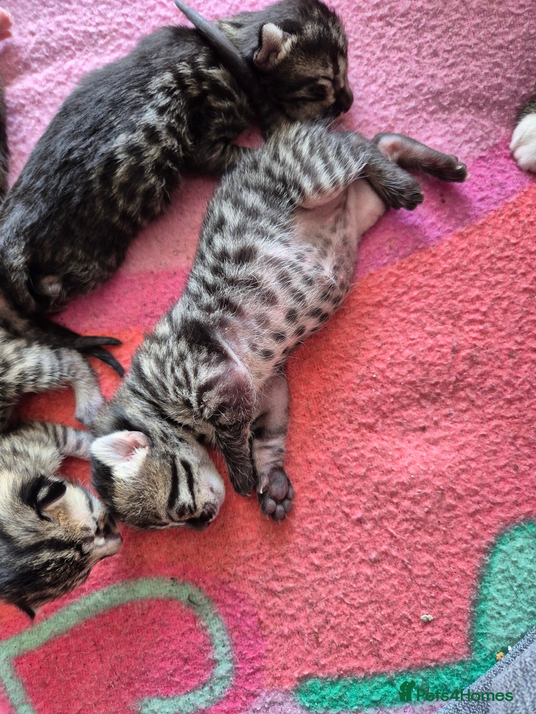 Savannah cats for sale: Savannah kittens  - Image 1