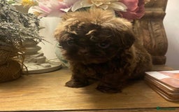 Shih Tzu dogs for sale: Beautiful Imperial Shih Tzu’s - Image 4