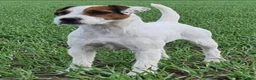 Parson Russell dogs for sale: Quality Parsons Russell Terrier Puppies - Advert 11