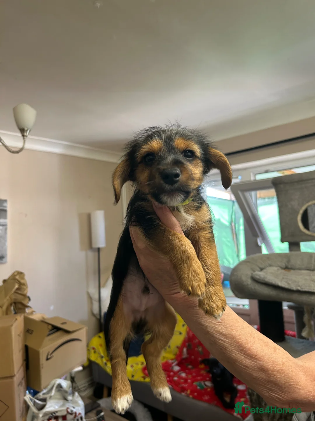 Mixed Breed dogs for sale: Gorgeous mixed puppies x - Advert 2