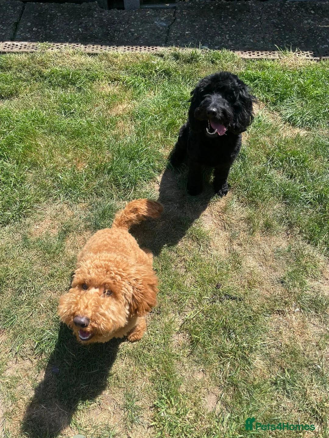 Mixed Breed dogs for sale: Miniature cockerdoodle - Advert 2
