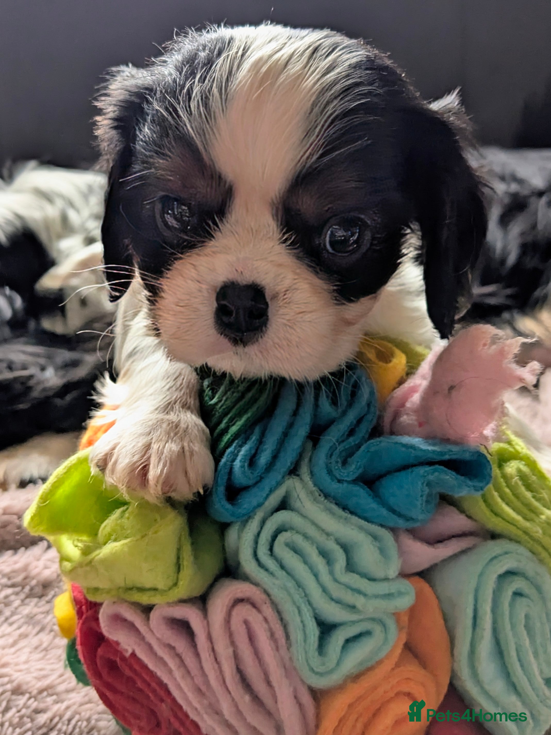 Cavalier King Charles Spaniel dogs 1 Fabulous male tri boy left - Advert 3