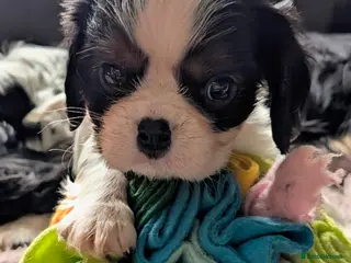 Cavalier King Charles Spaniel dogs 1 Fabulous male tri boy left - Advert 3