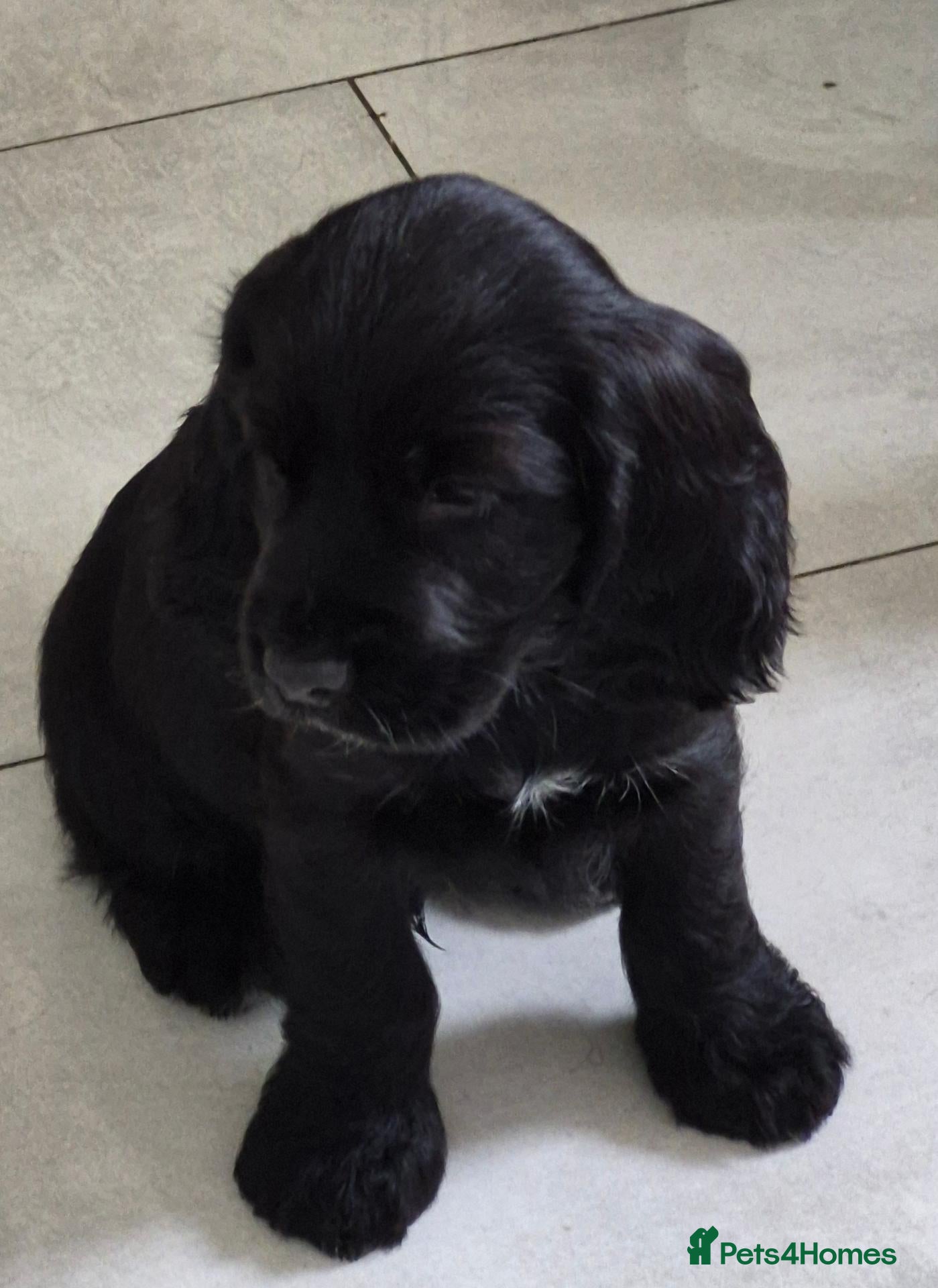 Cocker Spaniel dogs Beautiful Cocker spaniel puppies  - Advert 18