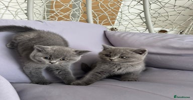 British Shorthair cats - Advert 4