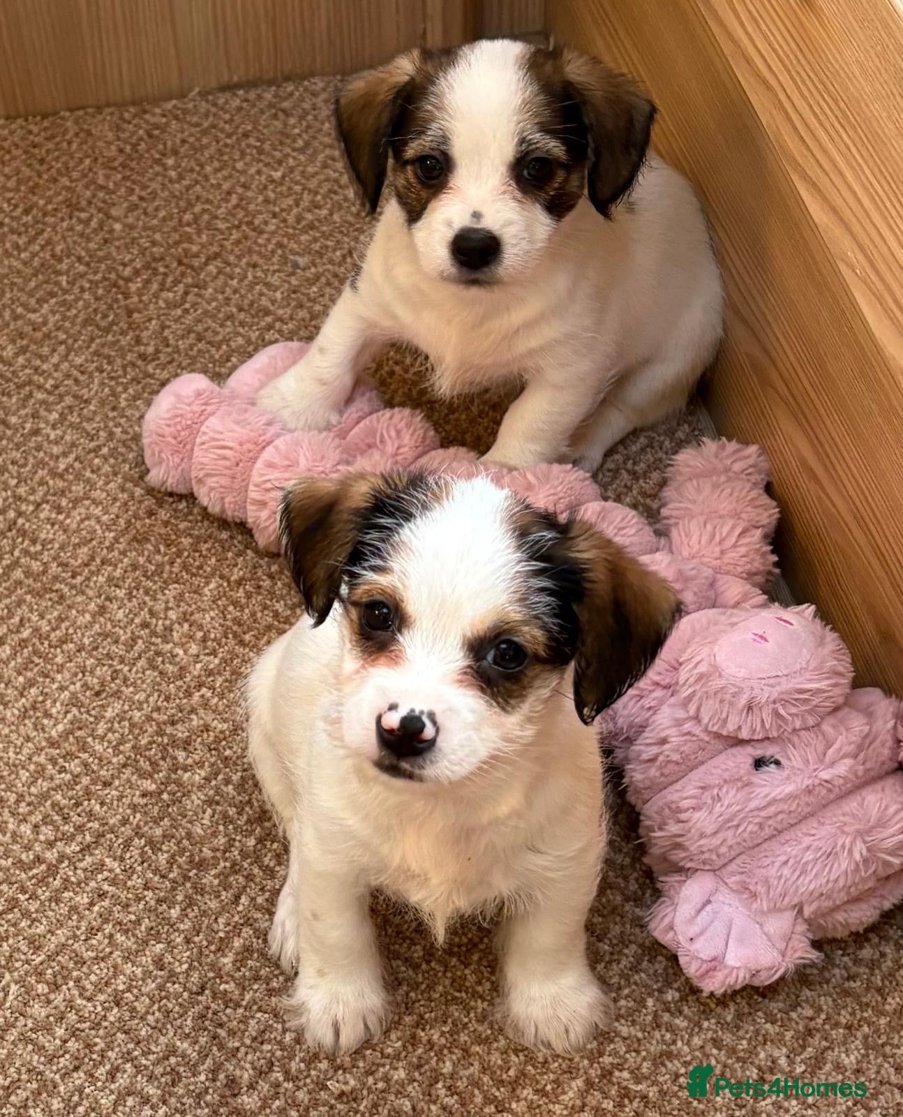 Jack Russell dogs Traditional Jack Russell puppy’s!  - Advert 1