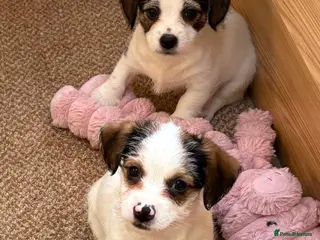 Jack Russell dogs Traditional Jack Russell puppy’s! - Advert 11