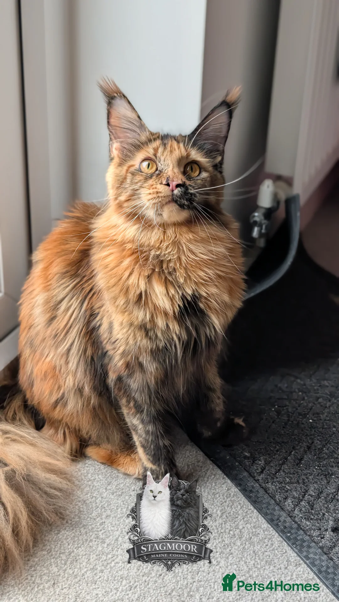 Maine Coon cats for sale: Exceptional Maine Coon Litter Due 21st May  - Advert 2