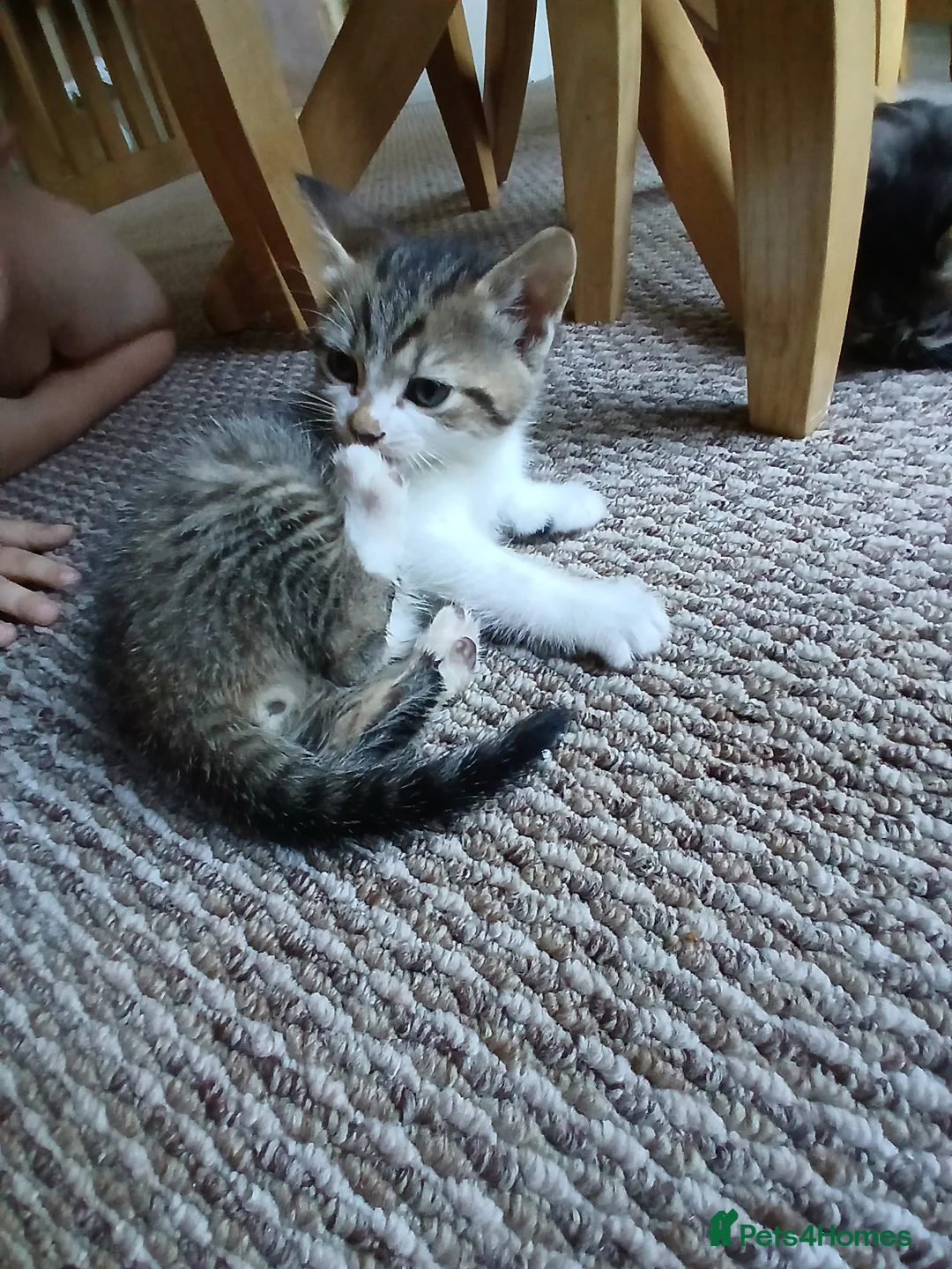 Mixed Breed cats for sale: Kittens  in Leeds - Advert 5