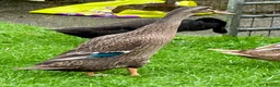 Ducks poultry for sale: Flock of young runner ducks - Advert 4