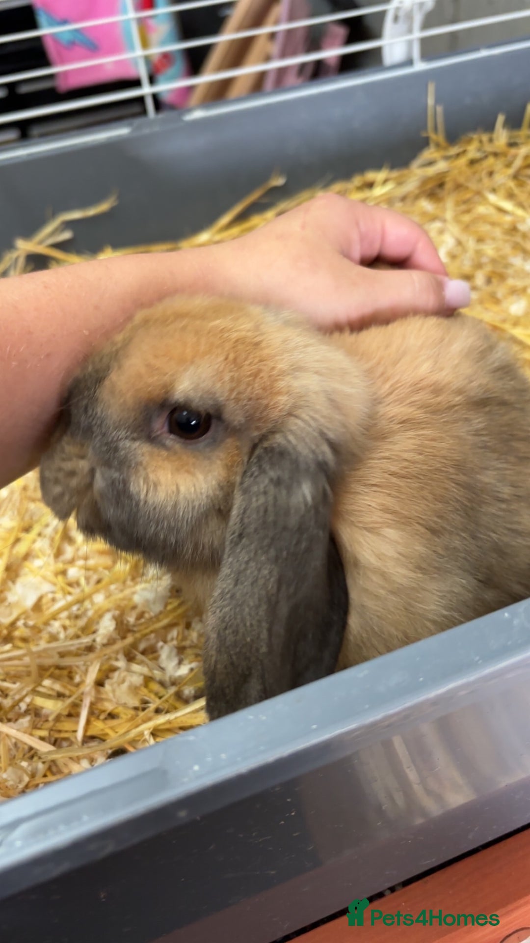 Mini Lop rabbits for sale: Female mini lop - Image 3