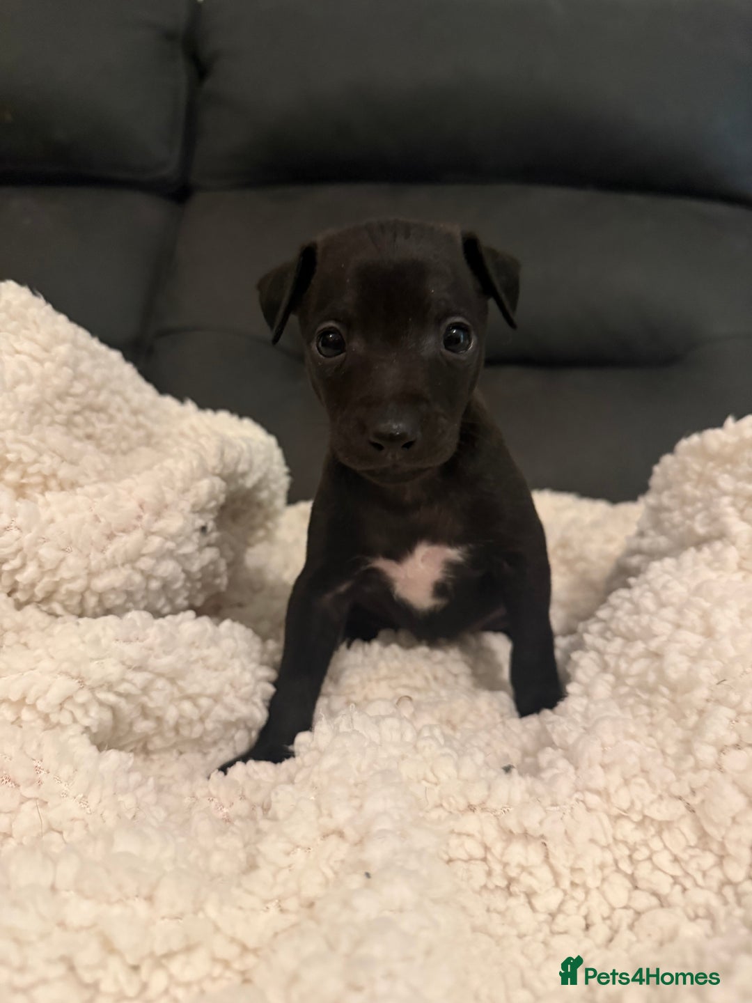 Italian Greyhound dogs for sale: KC Italian Greyhound Puppies  - Advert 9