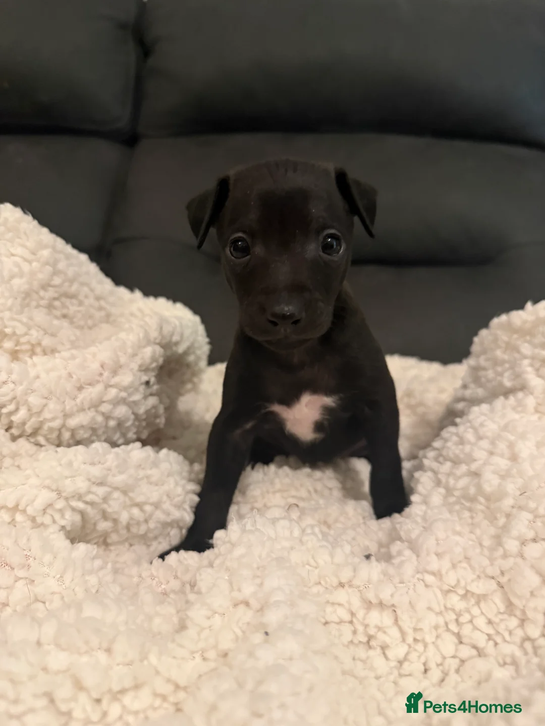 Italian Greyhound dogs for sale: KC Italian Greyhound Puppies  - Advert 11