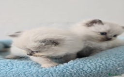 Ragdoll cats for sale: Irresistable Blue Mitted Ragdoll Kittens🙀😻🙀 - Image 32