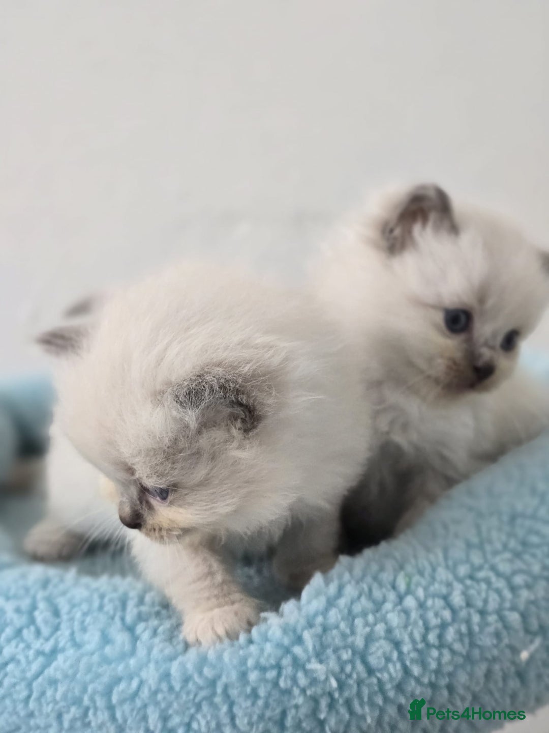 Ragdoll cats for sale: Irresistable Blue Mitted Ragdoll Kittens🙀😻🙀 - Image 32
