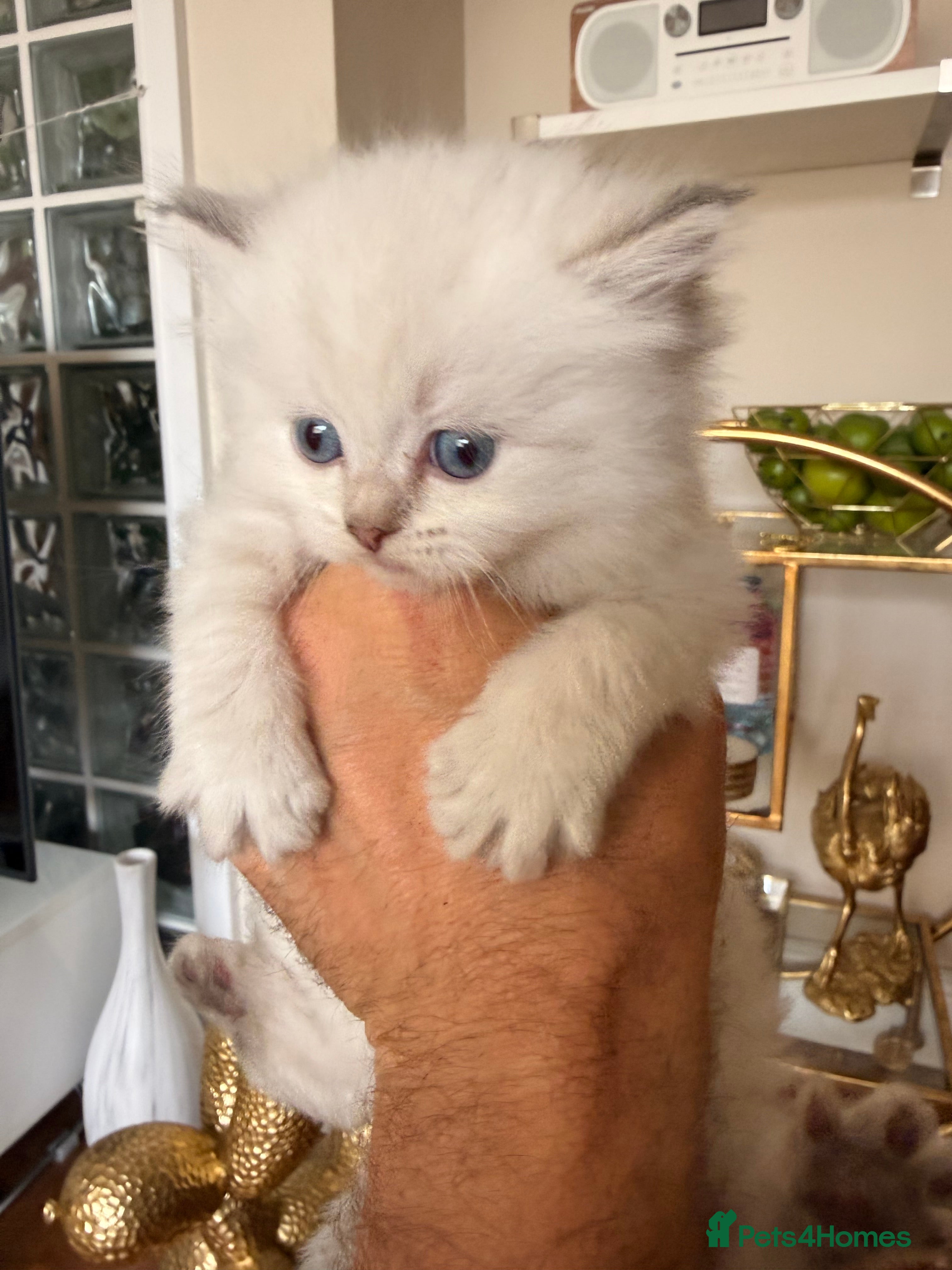 British Longhair cats for sale: Beautiful rainbow litter now available to reserve - Advert 39