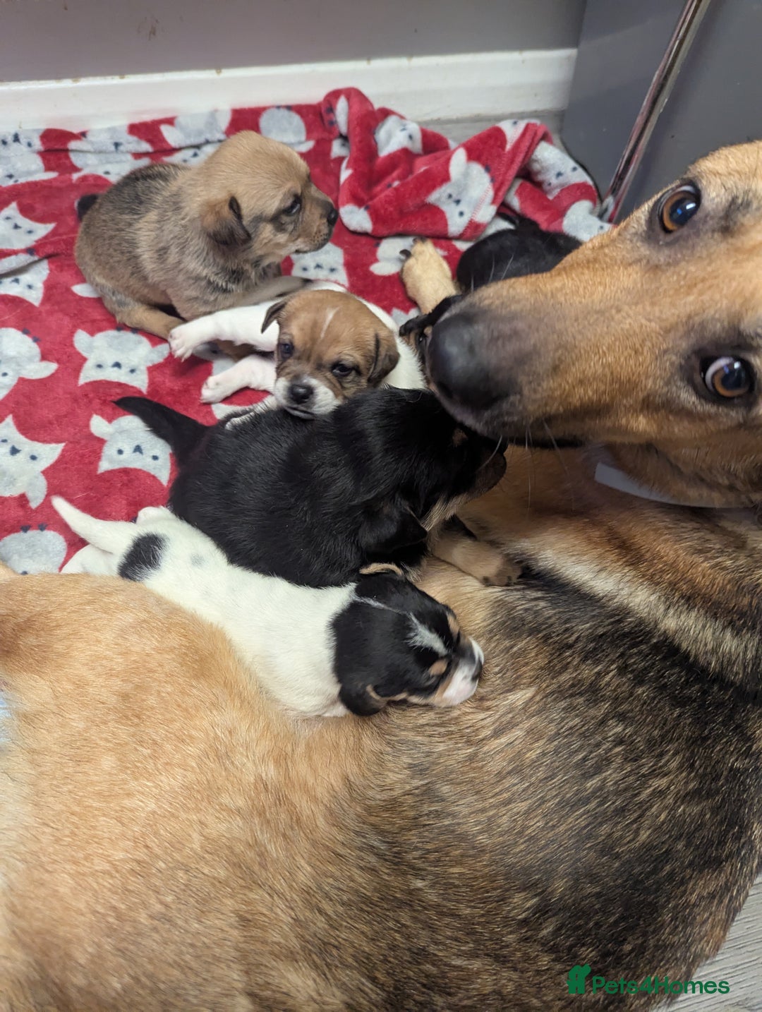 Mixed Breed dogs for sale: German shepherd and jug mixed puppies - Advert 10