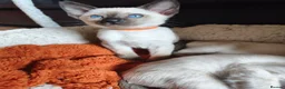 Siamese cats for sale: Gorgeous Siamese kittens!!! - Advert 20