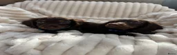 Miniature Dachshund dogs for sale: Fabulous Litter of Long haired dachshund puppies  - Advert 6