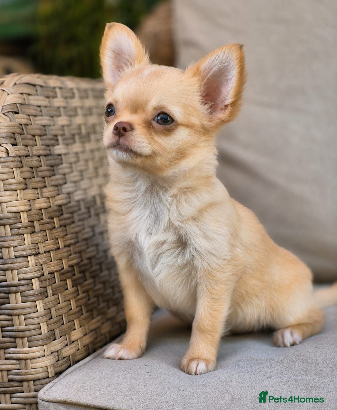 Chihuahua dogs Amazing Small Longcoat Apple head Chihuahua Puppy  - Advert 1
