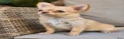 Chihuahua dogs for sale: Amazing Longcoat Apple head Chihuahua Puppies  - Advert 9