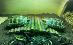 Hermann Tortoise reptiles for sale: 2year Old Hermann Tortoise - Image 4