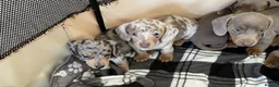Dachshund dogs for sale: Gorgeous dachshund puppies deposit secure  - Advert 27