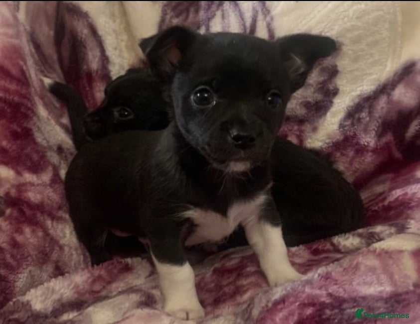 Mixed Breed dogs Chihuahua x Jack Russell puppies - Advert 6