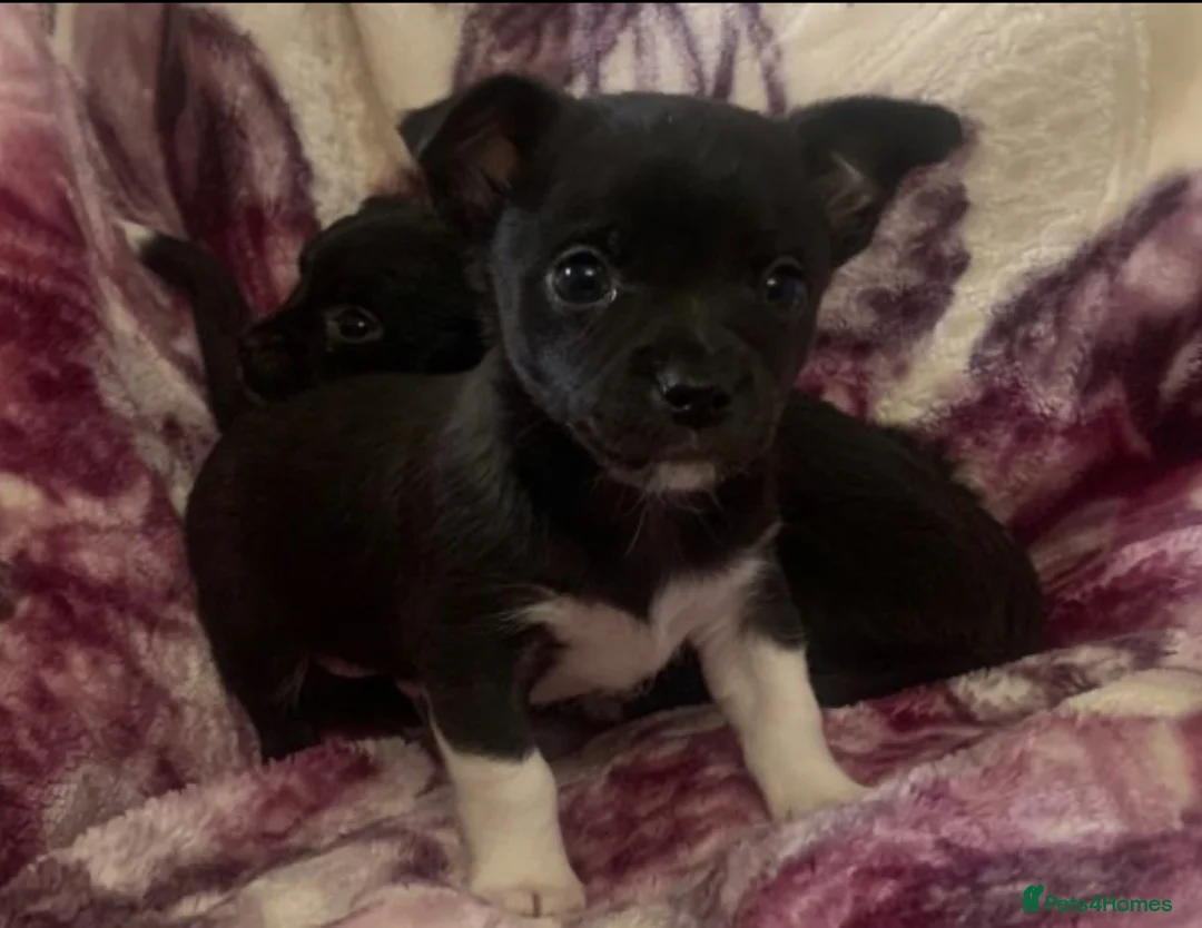 Mixed Breed dogs for sale: Chihuahua x Jack Russell puppies - Advert 1