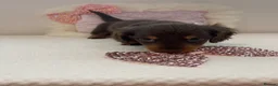 Miniature Dachshund dogs for sale: Beautiful miniature L/C dachshunds available - Advert 7