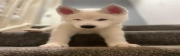 Siberian Husky dogs for stud: Siberian Husky for Stud - Advert 17