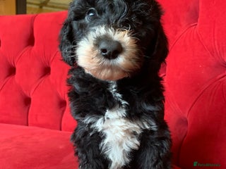 Sheepadoodle dogs Medium Sheepadoodle Puppies Available - Advert 2