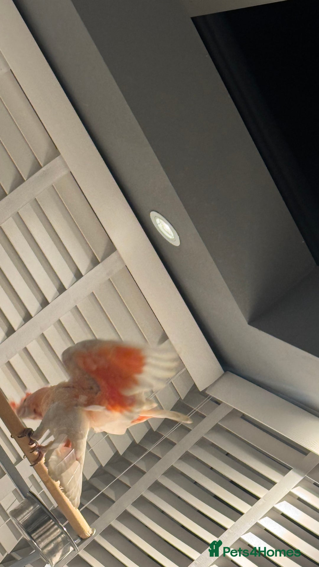 Cockatoo birds for sale: Major Mitchell Super Tame - Advert 5