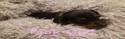 Dachshund dogs for sale: KC standard dachshunds - Advert 6