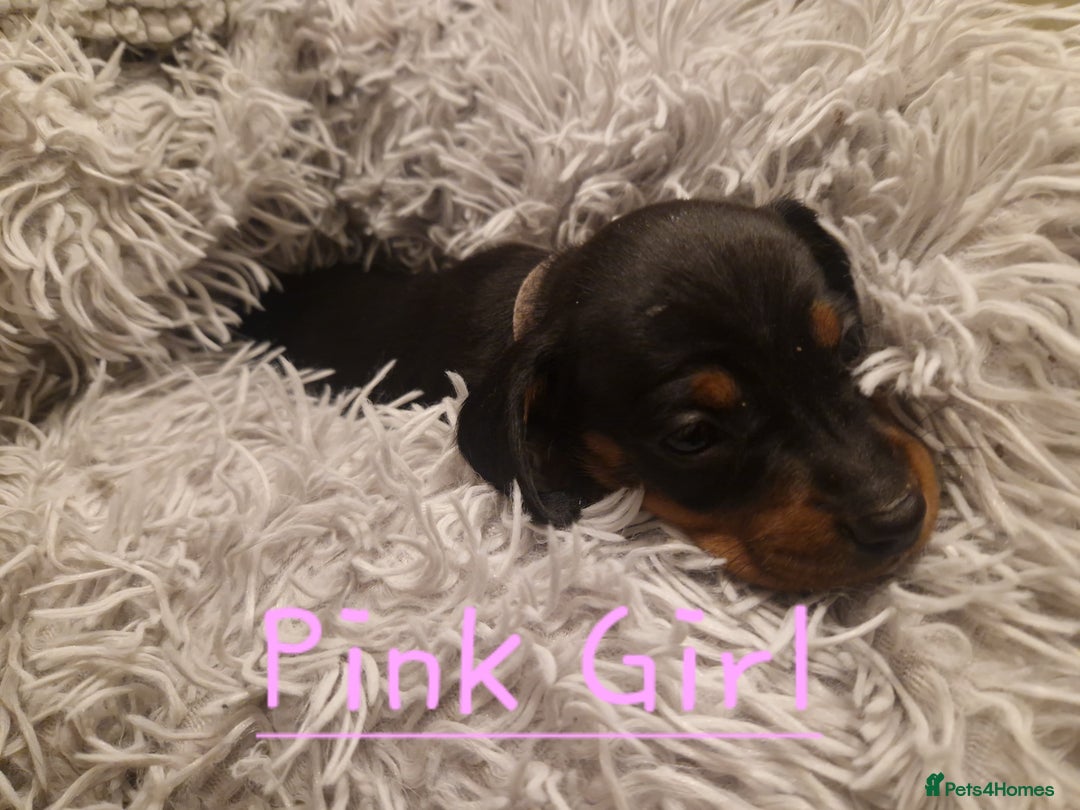 Dachshund dogs for sale: KC standard dachshunds - Advert 6