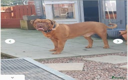 Dogue De Bordeaux dogs for stud: Dougie for stud - Image 6