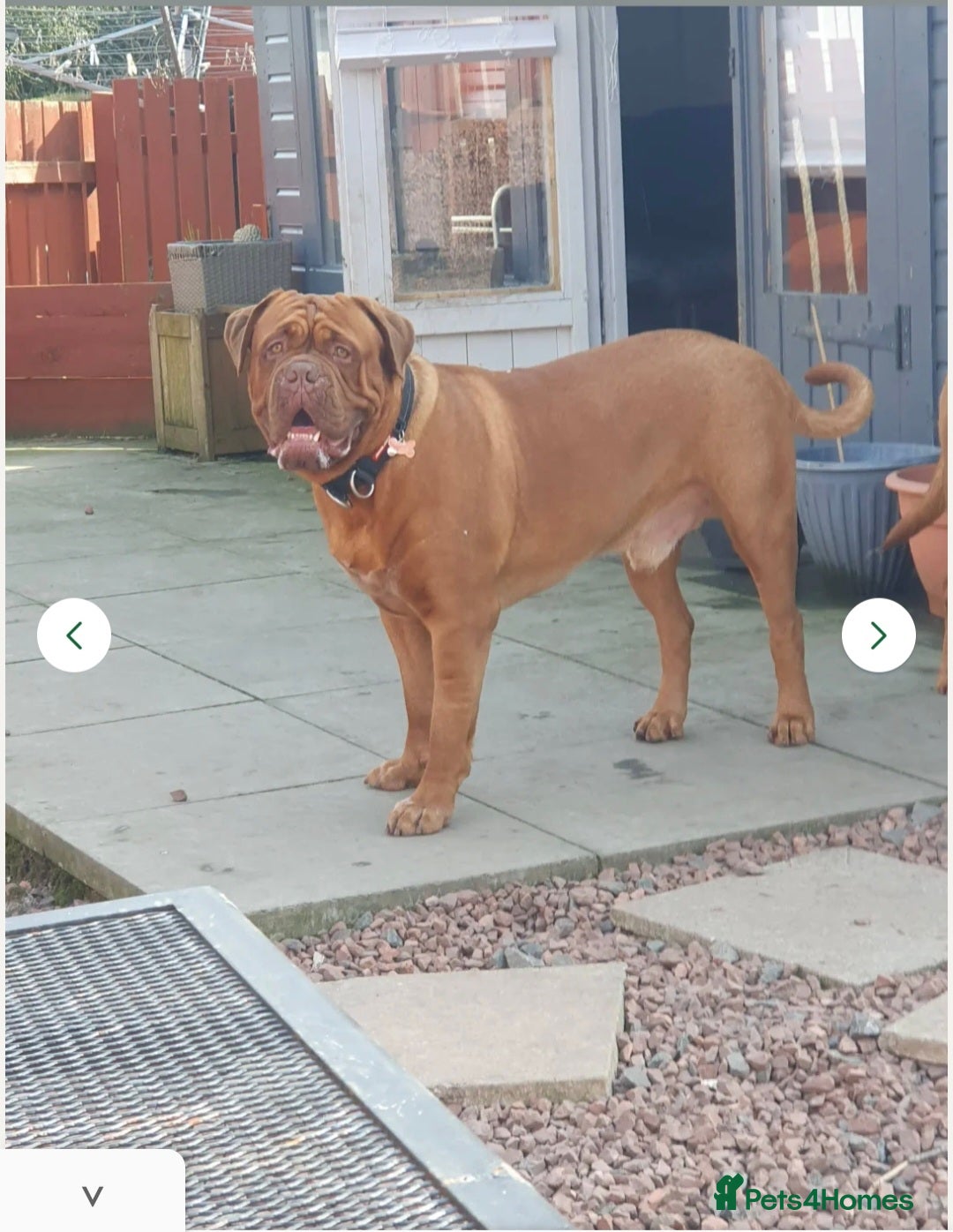 Dogue De Bordeaux dogs for stud: Dougie for stud - Image 6