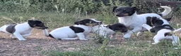 Jack Russell dogs for sale: Jack Russell Puppies for Sale - Advert 14